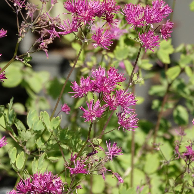 Thalictrum aquilegifolium Thundercloud - Akeleiblättrige Wiesenraute (Blüte)