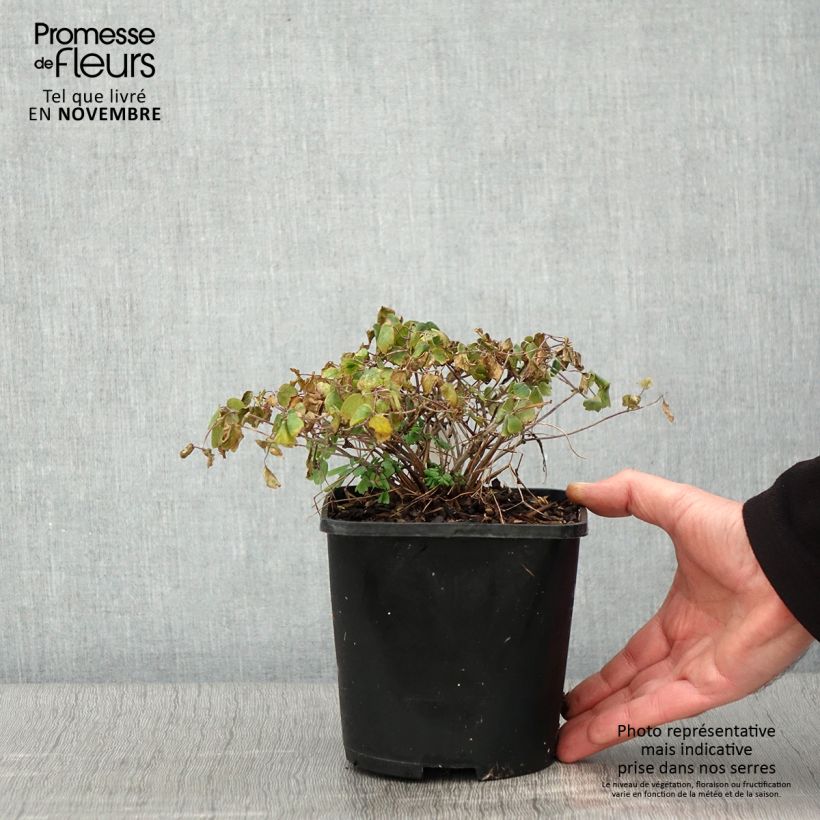Example of Thalictrum aquilegifolium Thundercloud - Akeleiblättrige Wiesenraute Topf mit 2L/3L as you get in automne