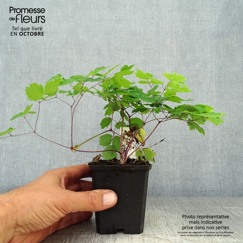 Example of Thalictrum Black Stockings - Wiesenraute Kleine Töpfe von 8/9 cm as you get in automne