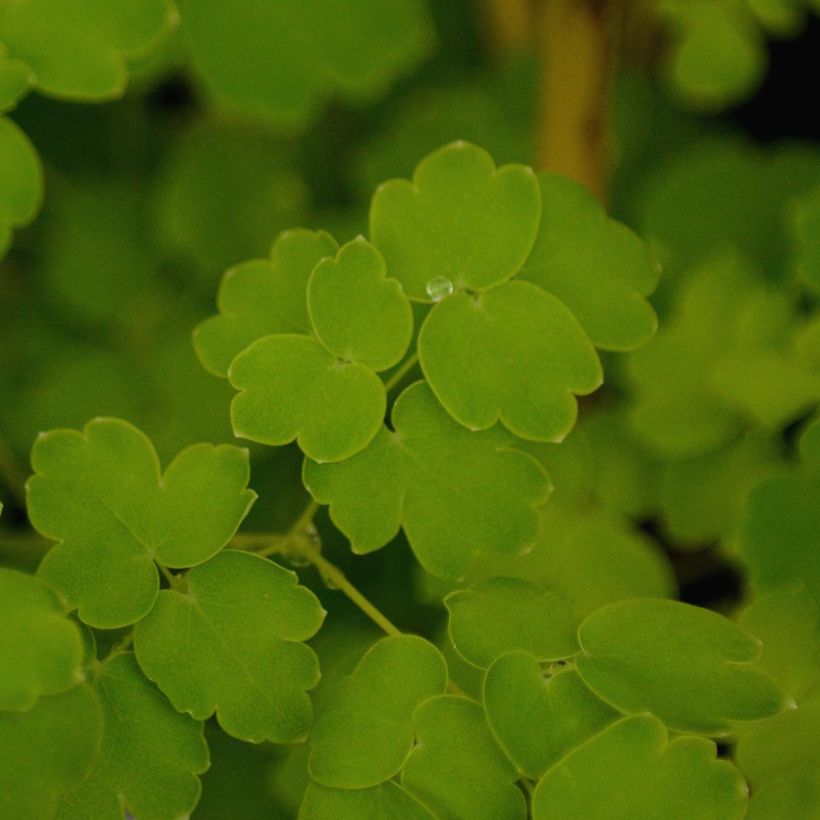 Thalictrum delavayi Album - Delavays Wiesenraute (Foliage)