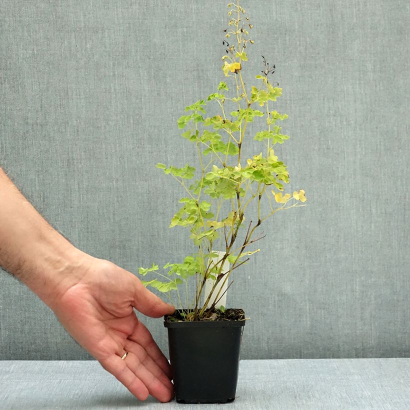 Exemplar von Thalictrum delavayi Album - Delavays Wiesenraute Kleine Töpfe von 8/9 cm wie im Herbst geliefert