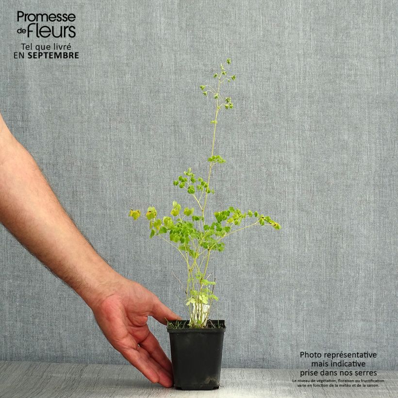 Example of Thalictrum delavayi Album - Delavays Wiesenraute Kleine Töpfe von 8/9 cm as you get in ete