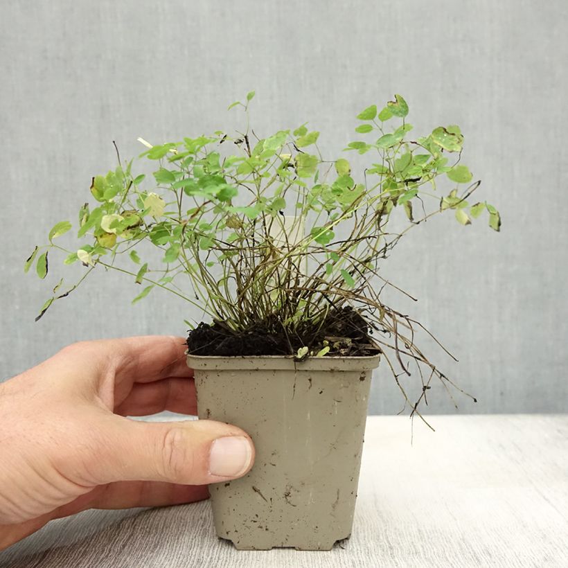 Example of Thalictrum delavayi Ankum - Delavays Wiesenraute Kleine Töpfe von 8/9 cm as you get in automne