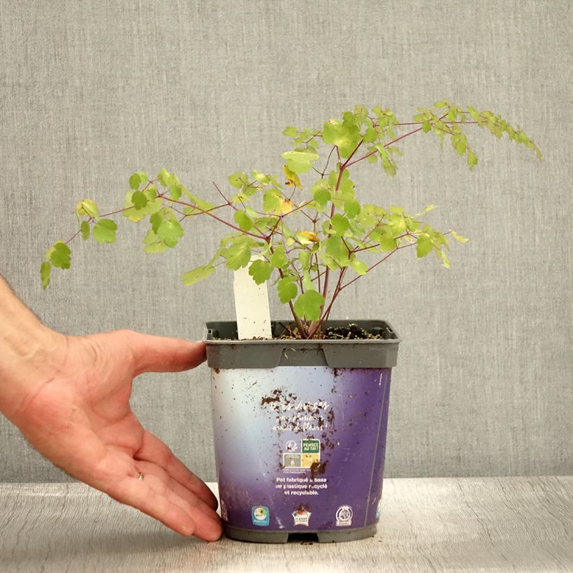 Example of Thalictrum delavayi - Delavays Wiesenraute Topf mit 2L/3L as you get in automne