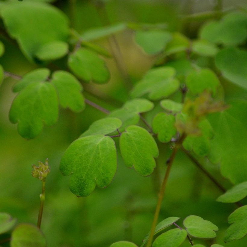 Thalictrum delavayi Hewitt's double - Delavays Wiesenraute (Foliage)
