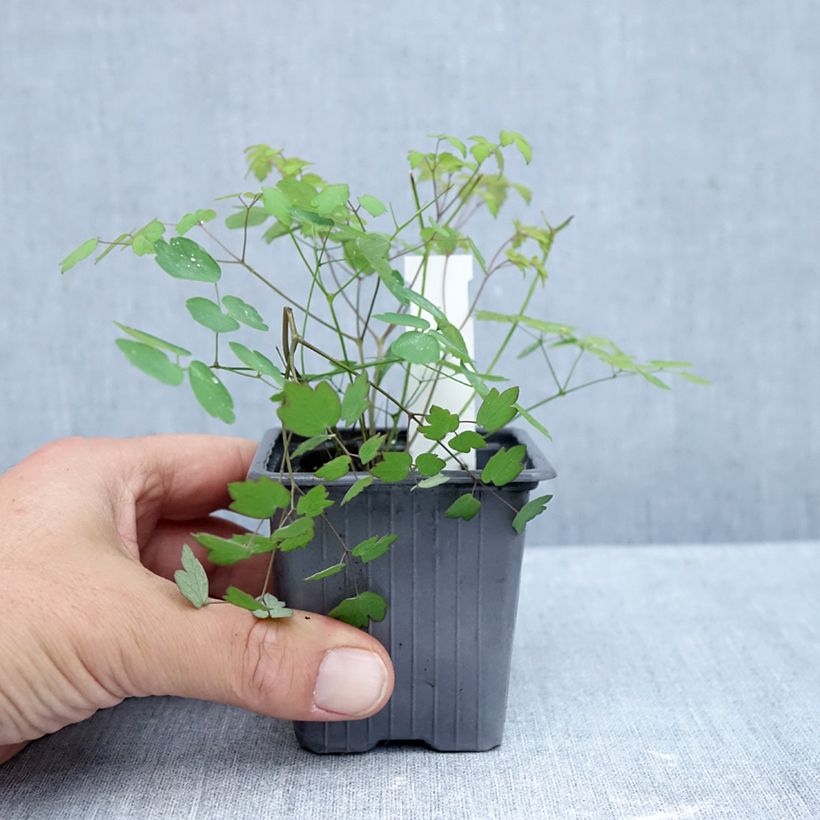 Exemplar von Thalictrum delavayi Hewitt's Double - Pigamon Godet de 8/9 cm wie im Herbst geliefert