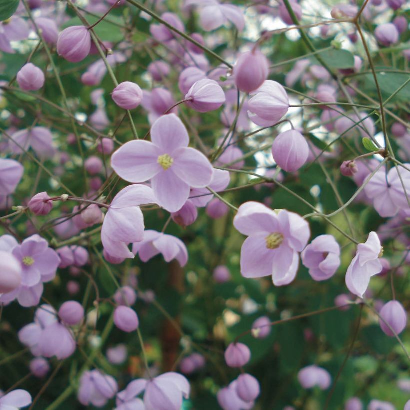 Thalictrum delavayi Splendide - Delavays Wiesenraute (Flowering)