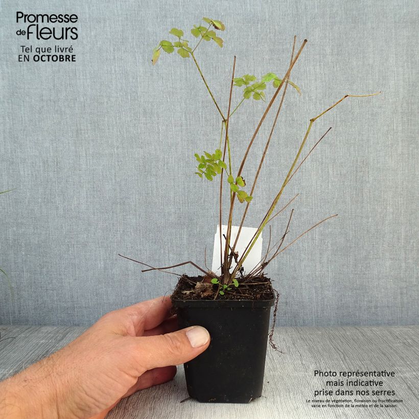 Example of Thalictrum delavayi Splendide - Delavays Wiesenraute Kleine Töpfe von 8/9 cm as you get in automne
