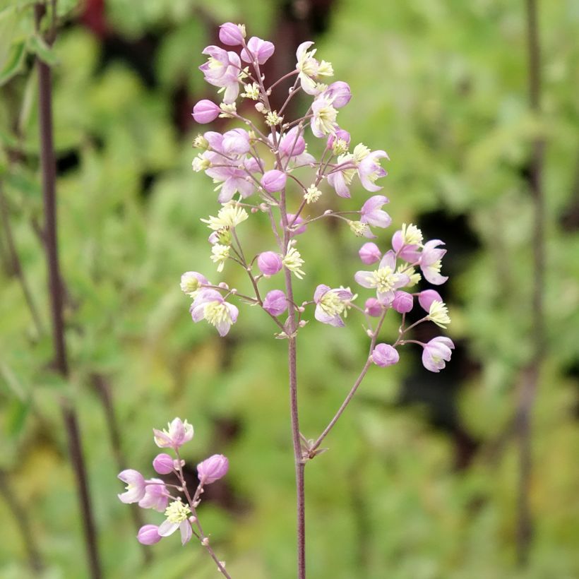 Thalictrum Elin - Wiesenraute (Flowering)