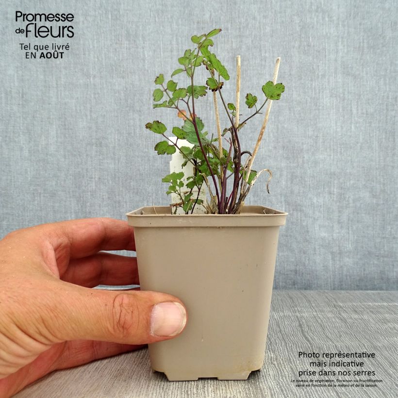 Exemplar von Thalictrum flavum subsp.glaucum - Graublättrige Wiesenraute Kleine Töpfe von 8/9 cm wie im Sommer geliefert