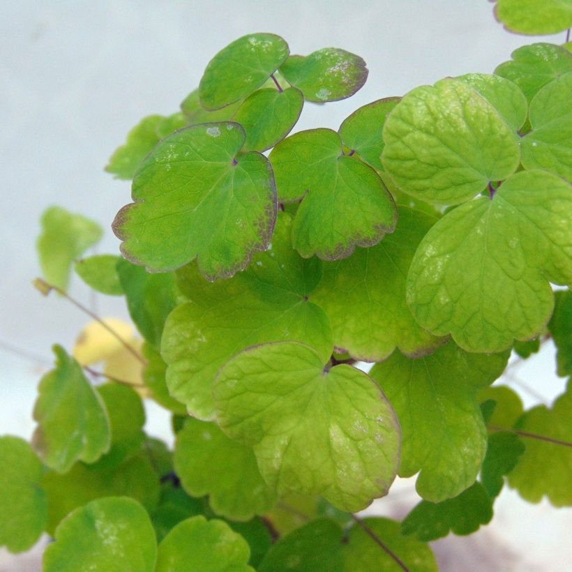 Thalictrum Little Pinkie - Wiesenraute (Foliage)