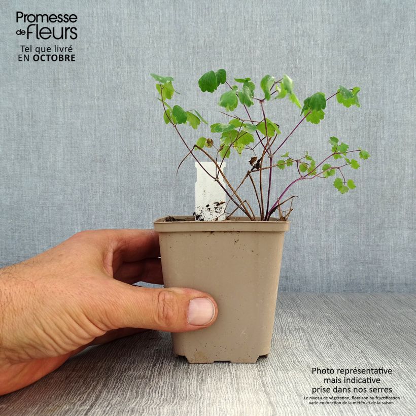 Example of Thalictrum Little Pinkie - Wiesenraute Kleine Töpfe von 8/9 cm as you get in automne