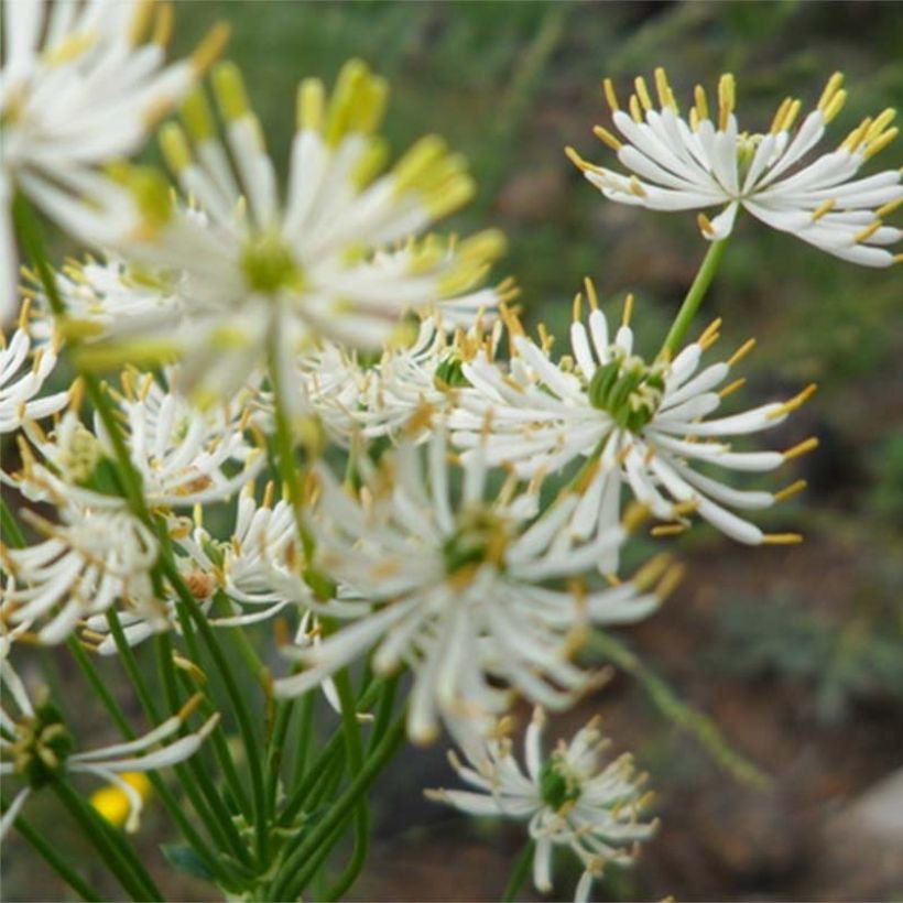 Thalictrum petaloideum - Wiesenraute (Flowering)