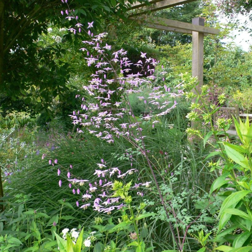 Thalictrum petaloideum - Wiesenraute (Plant habit)