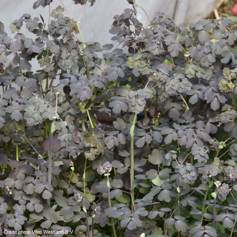 Thalictrum petaloideum Ghent Ebony - Wiesenraute (Foliage)
