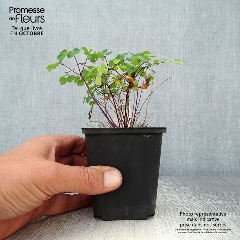 Example of Thalictrum Purplelicious - Wiesenraute Kleine Töpfe von 8/9 cm as you get in automne