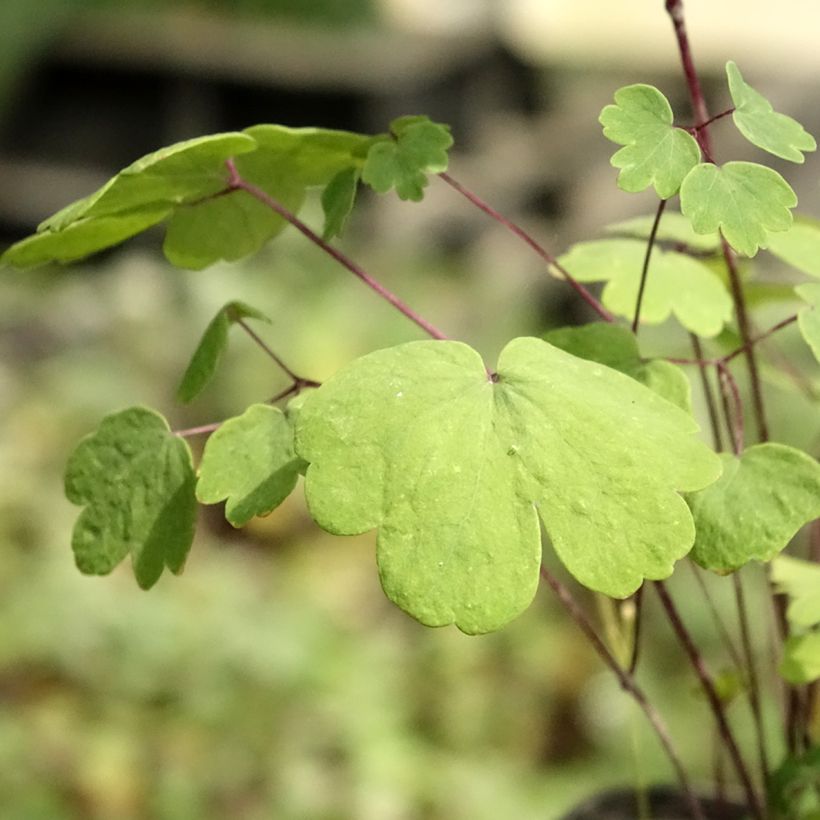 Thalictrum Purplelicious - Wiesenraute (Foliage)