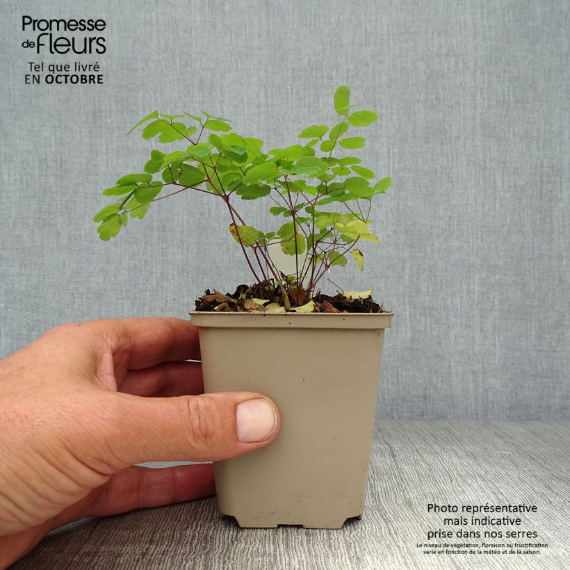 Example of Thalictrum rochebrunianum - Prächtige Wiesenraute Kleine Töpfe von 8/9 cm as you get in automne