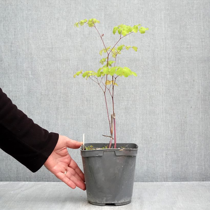 Exemplar von Thalictrum rochebrunianum - Prächtige Wiesenraute Topf mit 2L/3L wie im Herbst geliefert