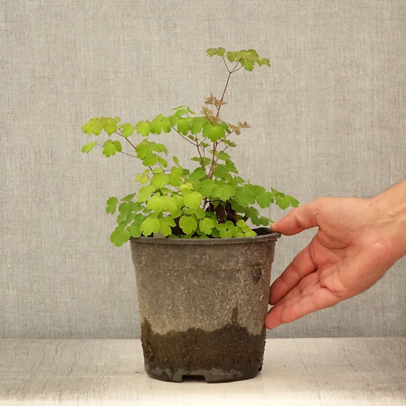 Example of Thalictrum rochebrunianum - Prächtige Wiesenraute Topf mit 2L/3L as you get in ete