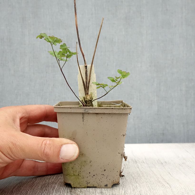 Example of Thalictrum sphaerostachyum - Wiesenraute Kleine Töpfe von 8/9 cm as you get in automne