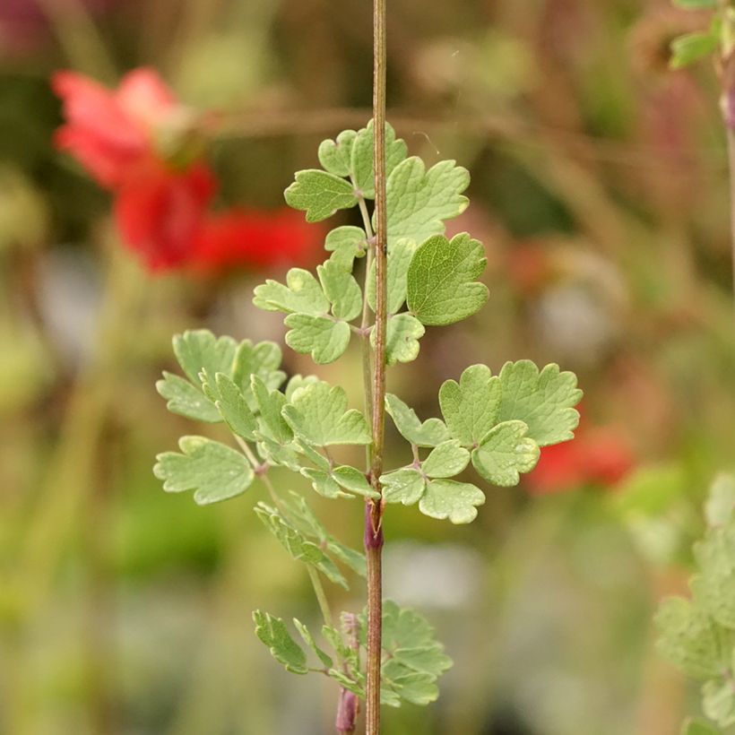 Thalictrum sphaerostachyum - Wiesenraute (Foliage)
