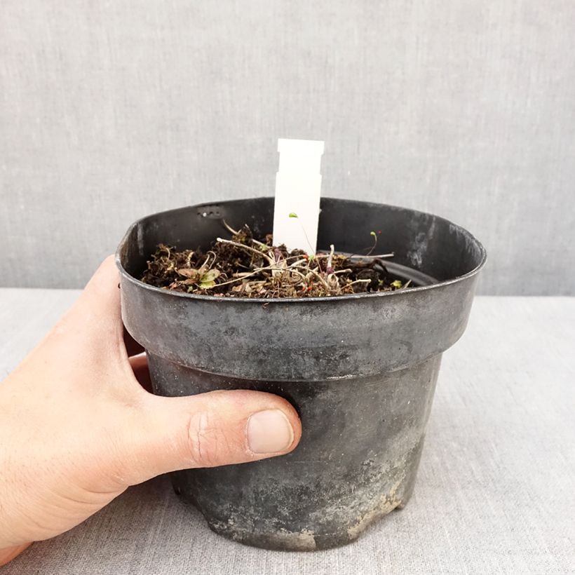 Exemplar von Thalictrum Yulia - Wiesenraute Topf mit 2L/3L wie im Frühjahr geliefert