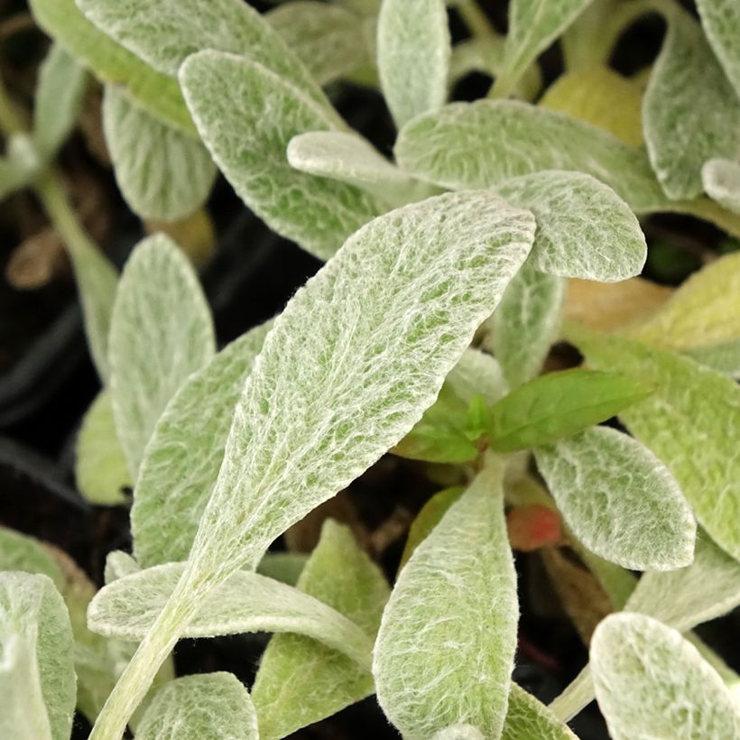 Syrisches Gliedkraut - Sideritis syriaca (Foliage)