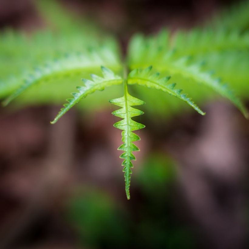 Thelypteris kunthii - Kunths Sumpffarn (Foliage)