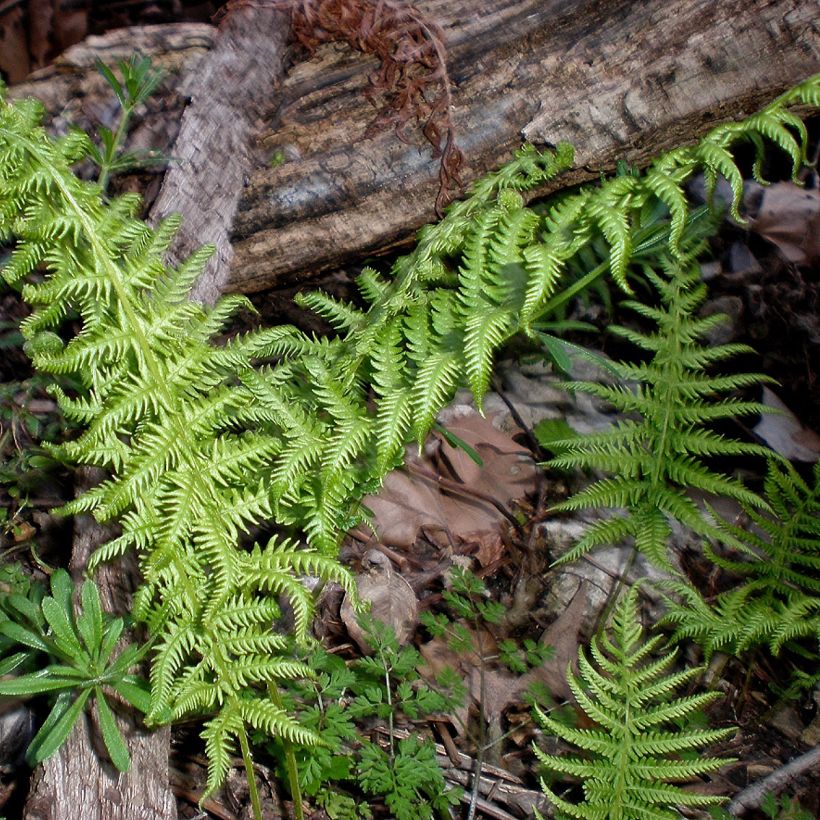 Thelypteris kunthii - Kunths Sumpffarn (Plant habit)