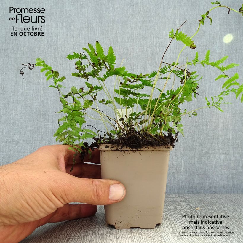 Example of Thelypteris palustris - Sumpffarn Kleine Töpfe von 8/9 cm as you get in automne
