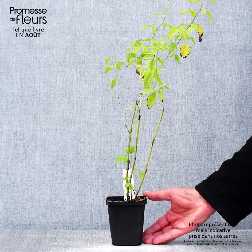 Example of Thermopsis chinensis - Fuchsbohne Kleine Töpfe von 8/9 cm as you get in ete