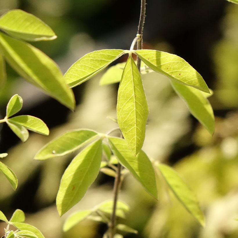 Thermopsis chinensis - Fuchsbohne (Foliage)