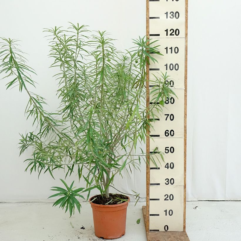 Exemplar von Thevetia peruviana - Gelber Schellenbaum Topf mit 7,5L/10L wie im Herbst geliefert