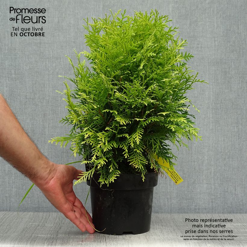 Example of Thuja occidentalis Danica Aurea Topf mit 2L/3L as you get in automne