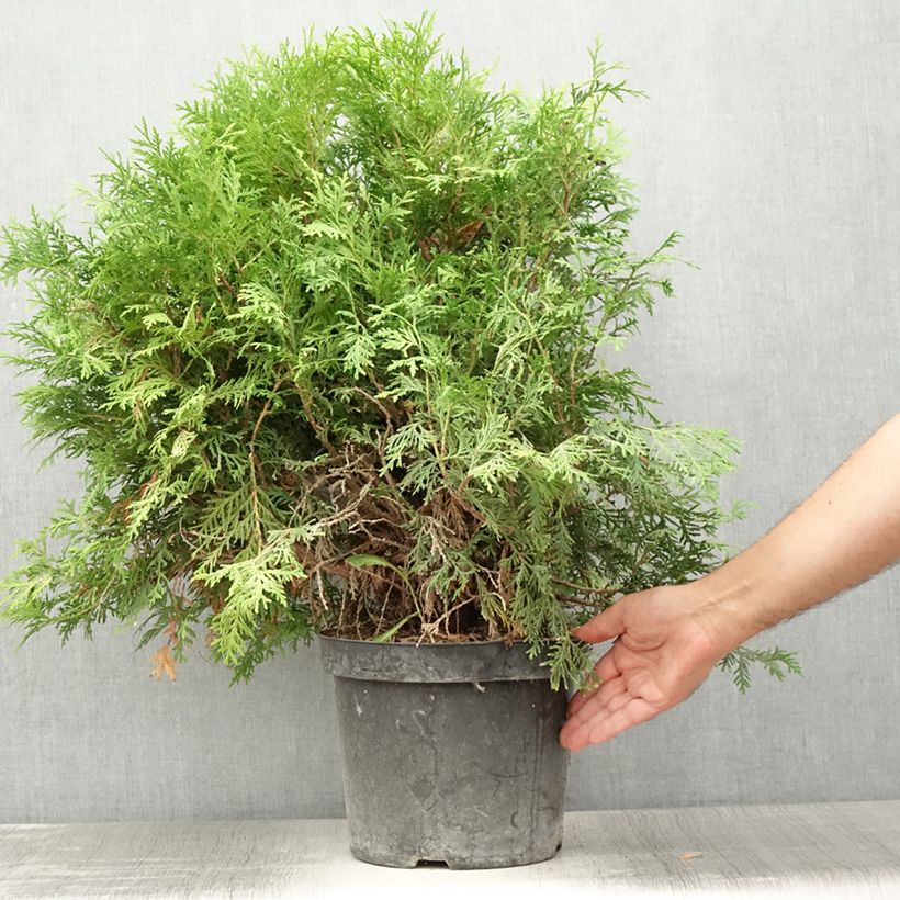 Exemplar von Thuja occidentalis Danica Aurea Topf mit 7,5L/10L wie im Sommer geliefert