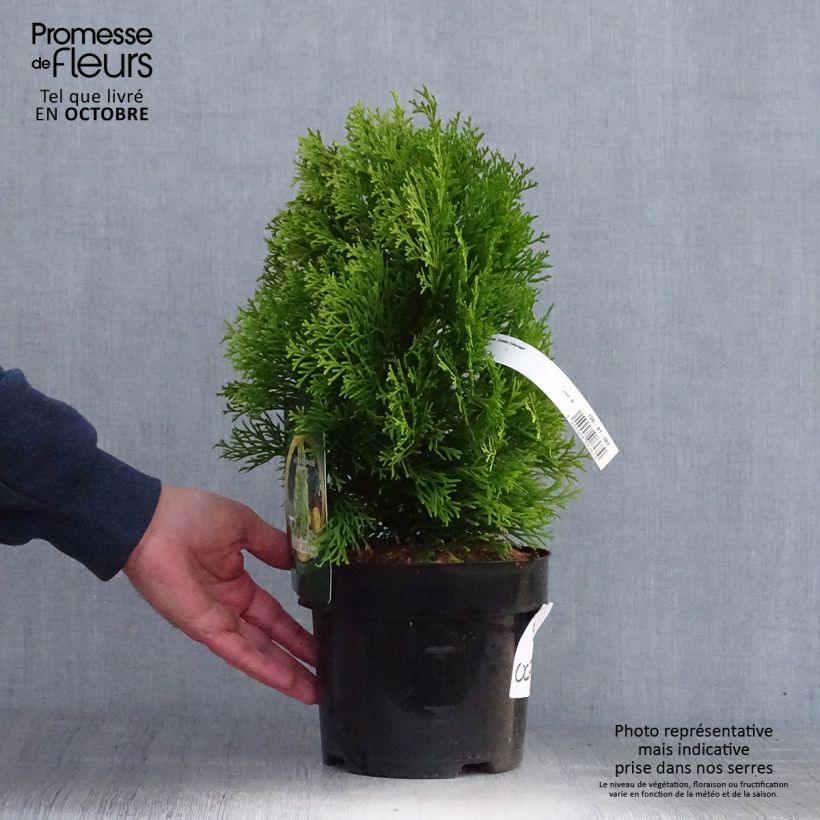 Example of Thuja occidentalis Golden Smaragd Topf mit 2L/3L as you get in automne