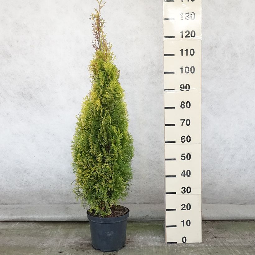 Example of Thuja occidentalis Golden Smaragd Topf mit 7,5L/10L as you get in ete