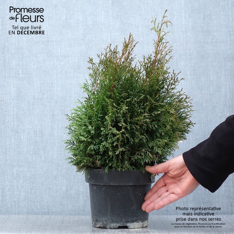 Example of Thuja occidentalis Miky Topf mit 2L/3L as you get in automne