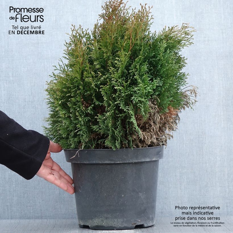 Example of Thuja occidentalis Miky Topf mit 7,5L/10L as you get in automne