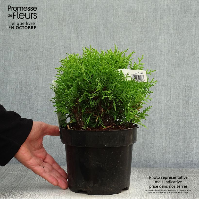 Example of Thuja occidentalis Mirjam Topf mit 2L/3L as you get in automne