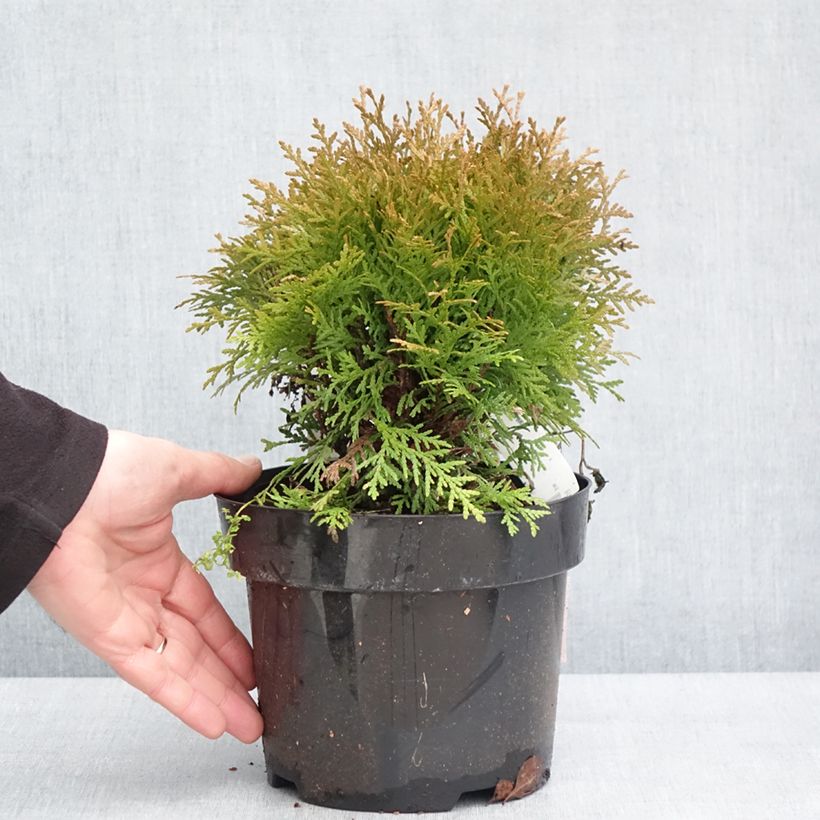 Exemplar von Thuja occidentalis Mirjam Topf mit 2L/3L wie im Winter geliefert