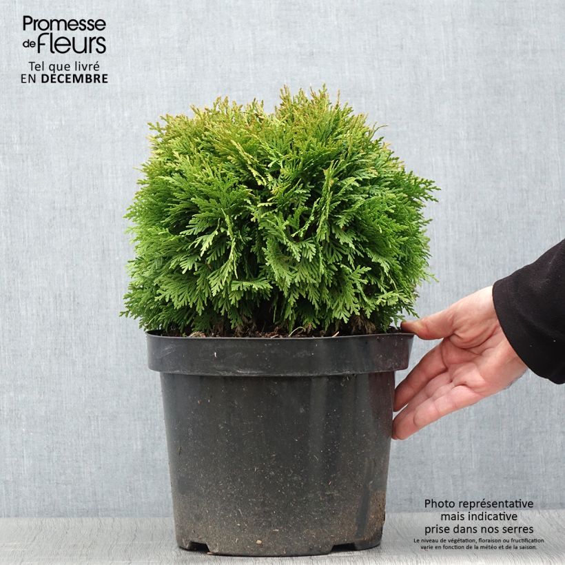 Example of Thuja occidentalis Mirjam Topf mit 7,5L/10L as you get in automne
