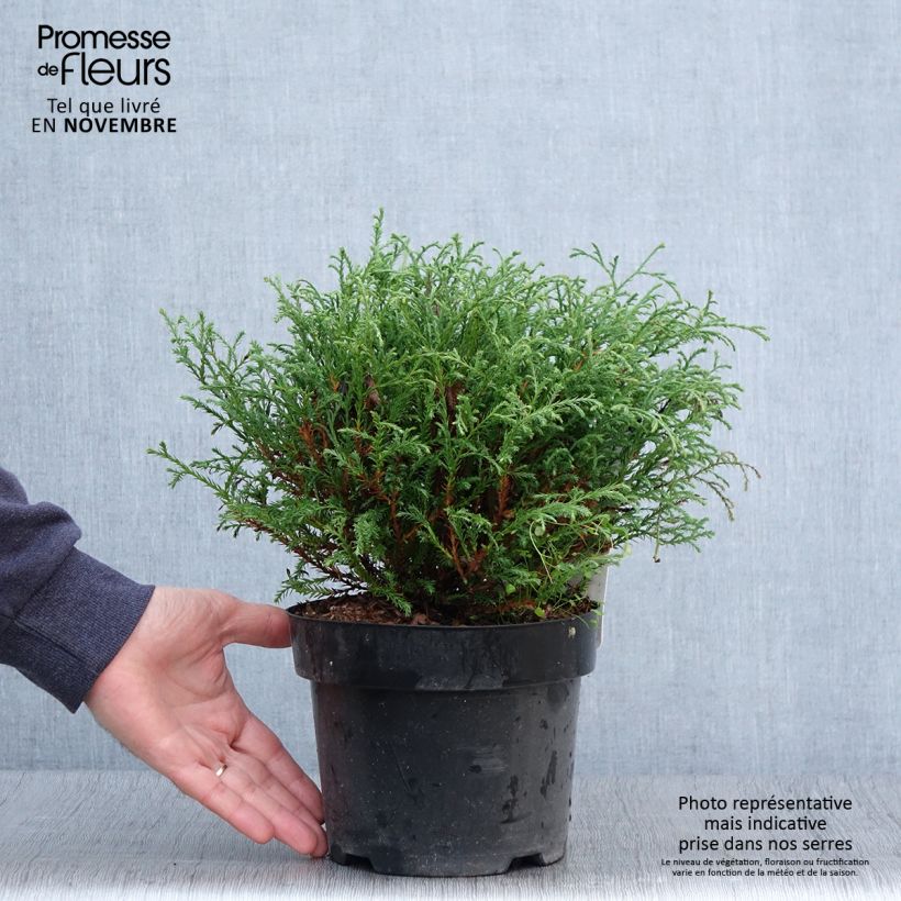 Example of Thuja occidentalis Mr Bowling Ball Topf mit 2L/3L as you get in automne