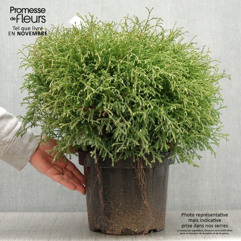 Example of Thuja occidentalis Mr Bowling Ball Topf mit 7,5L/10L as you get in automne