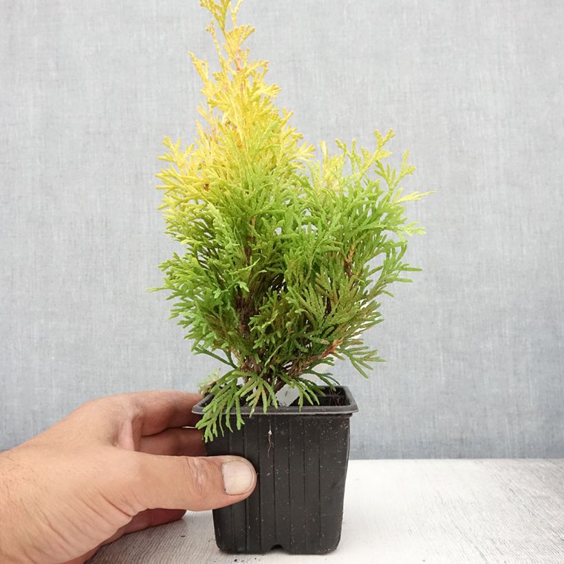 Example of Thuja occidentalis Sunny Smaragd Kleine Töpfe von 8/9 cm as you get in ete
