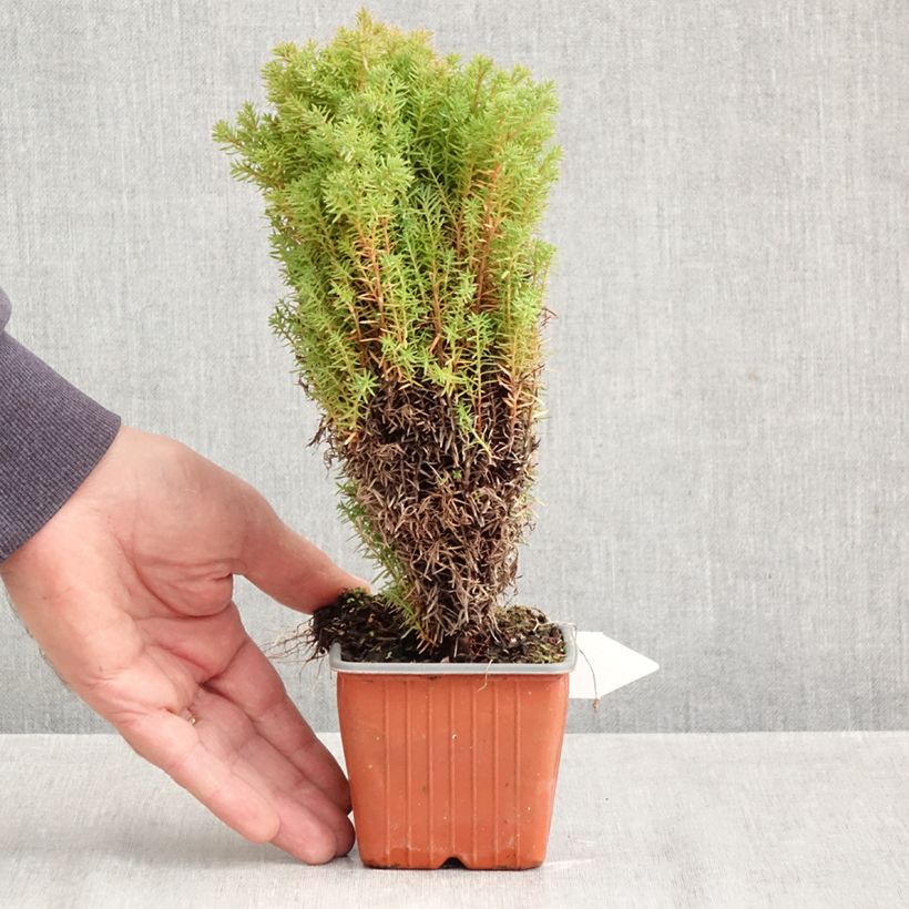 Exemplar von Thuja occidentalis Teddy Kleine Töpfe von 8/9 cm wie im Herbst geliefert