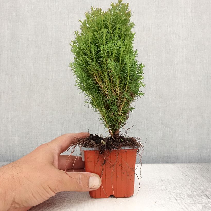 Example of Thuja occidentalis Teddy Kleine Töpfe von 8/9 cm as you get in ete