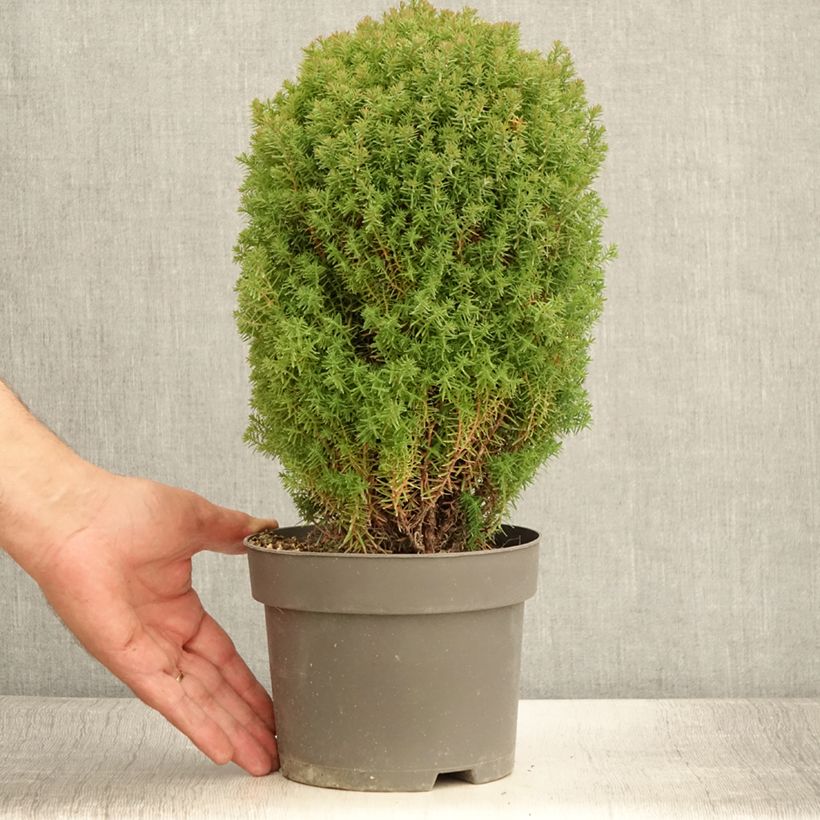 Example of Thuja occidentalis Teddy Topf mit 2L/3L as you get in ete