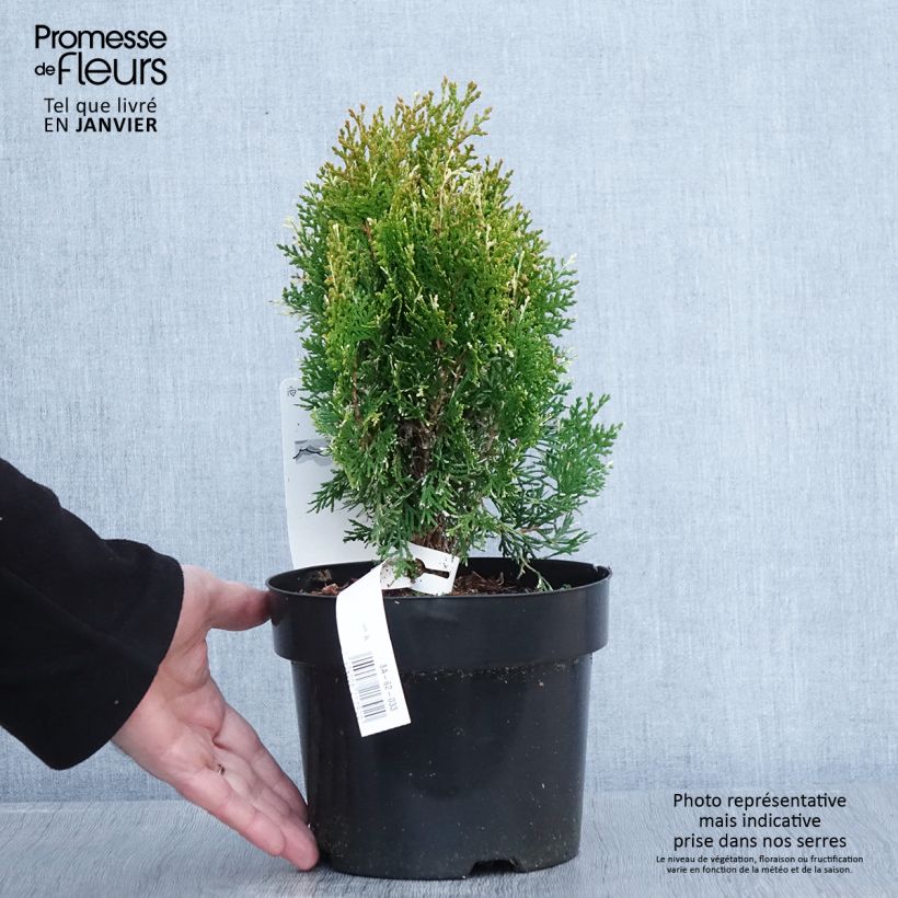 Exemplar von Thuja orientalis Fleck Topf mit 2L/3L wie im Winter geliefert